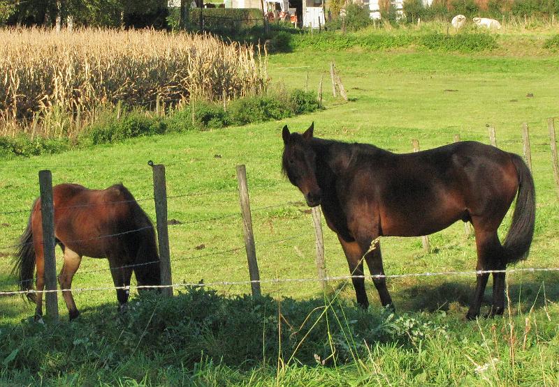 25ste Herfstwandeling van Armand en Judith op 23-10-2011 (24).jpg